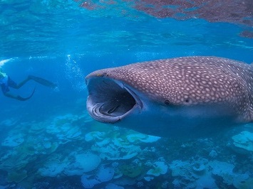 Dhigurah Island – Whale Shark Spotting